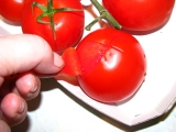 Lúpané paradajky